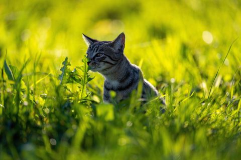 Eine Katze in einem Feld. In Walldorf gibt es das bald nicht mehr.