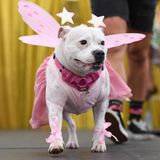 Hund in einem Feen-Kostüm auf der WorldPride in Sydney