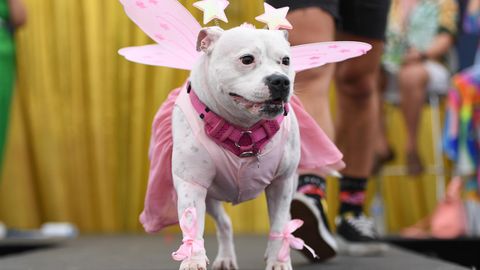 Hund in einem Feen-Kostüm auf der WorldPride in Sydney