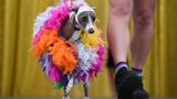 Windhund mit Federboa auf der WorldPride in Sydney