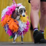 Windhund mit Federboa auf der WorldPride in Sydney