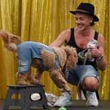 Hund in einem Kostüm aus Jeans bei der WorldPride in Sydney
