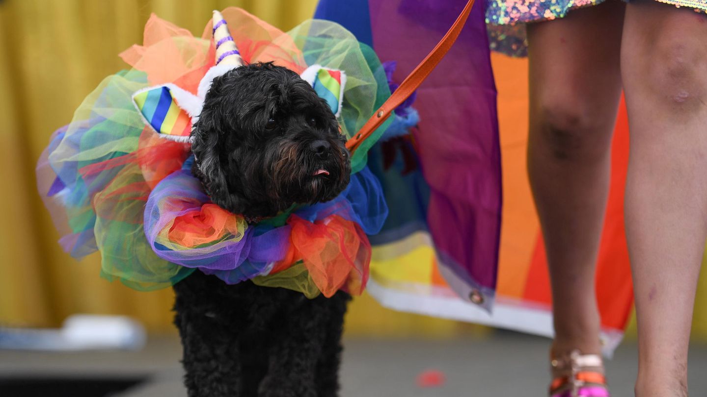 Hund trägt einen Tüll-Kragen auf der WorldPride in Sydney