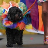 Hund trägt einen Tüll-Kragen auf der WorldPride in Sydney