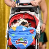Hund in einem Kinderwagen auf der WorldPride Sydney