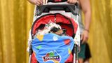 Hund in einem Kinderwagen auf der WorldPride Sydney