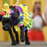 Hund in einem bunten Kostüm auf der WorldPride in Sydney