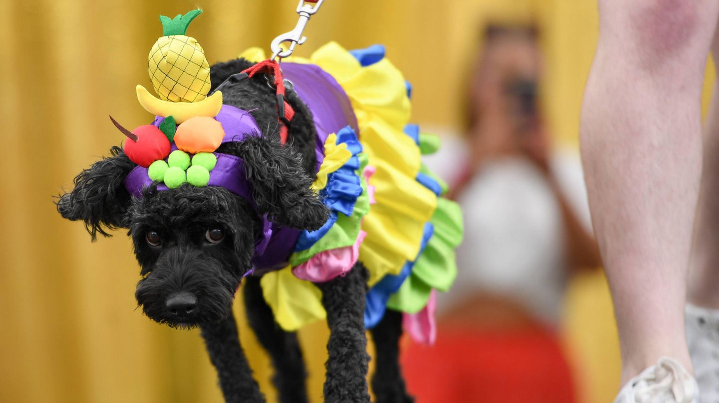 Hund in einem bunten Kostüm auf der WorldPride in Sydney