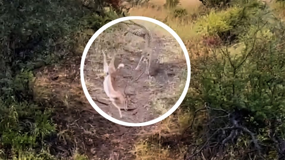 Gewaltiger Sprung: Geschickter Leopard lauert Impala auf Gewaltiger Sprung: Geschickter Leopard lauert Impala auf