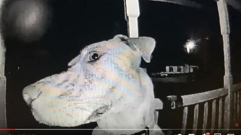 Die Aufnahme der Überwachungskamera zeigt Hündin Rajah
