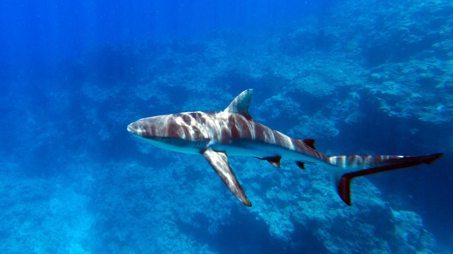 Ein Hai schwimmt im Meer in Neukaledonien - Symbolfoto für Hai-Angriff