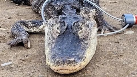 Alligator in New York gefangen
