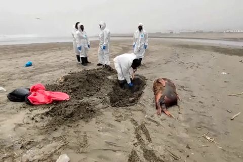 Vogelgrippe: Seelöwen verenden in Peru –  mehr als 700 tote Tiere seit Januar