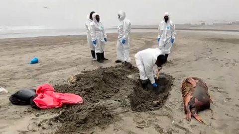 H5N1-Epidemie: Vogelgrippe jetzt auch in der Schweiz