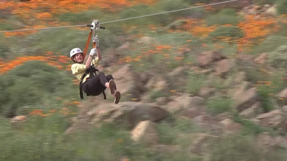Video: Pracht in orange: mit der Zipline übers Mohnblütenmeer