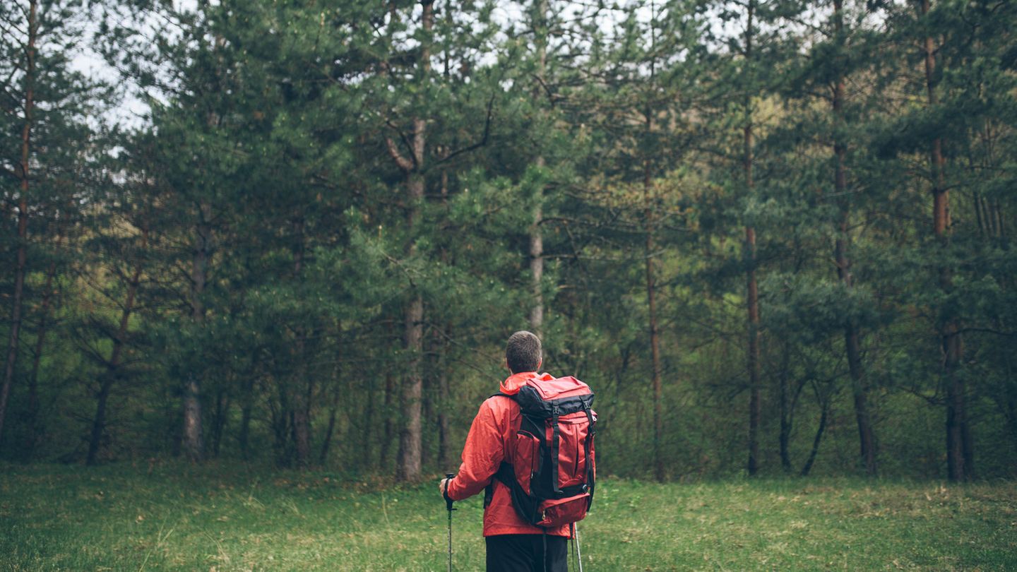 Ein Mann in Wanderkleidung steht im Wald auf einer Lichtung Ein Mann in Wanderkleidung steht im Wald auf einer Lichtung