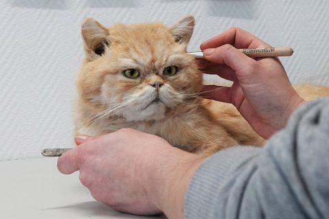 Tierpräparatorin Laura Eberhard arbeitet an einer ausgestopften Katze