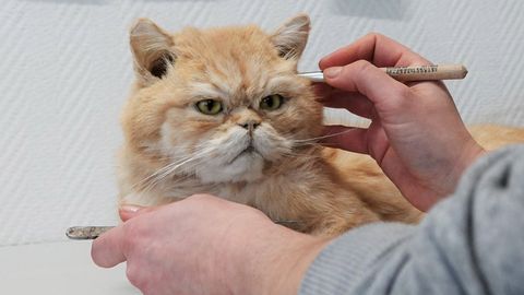 Tierpräparatorin Laura Eberhard arbeitet an einer ausgestopften Katze