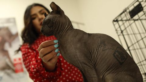 In Gefängnis aufgegriffen: Katze mit Gang-Tattoos sucht neues Zuhause
