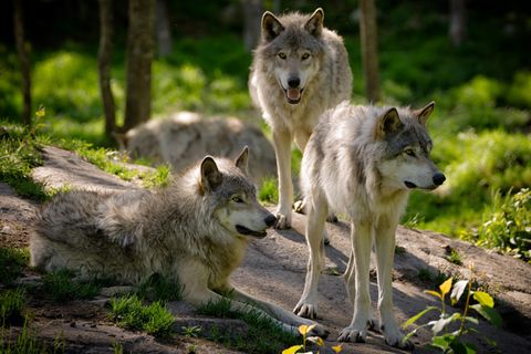 Drei Wölfe im Wald