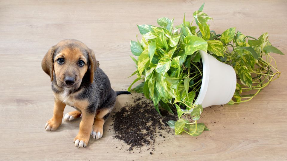 Hund mit kaputtem Blumentopf