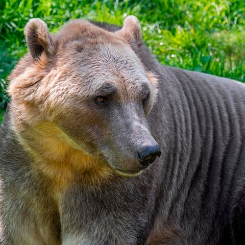 Hybride aus Eisbären und Grizzlys haben körperliche Merkmale von beiden Arten