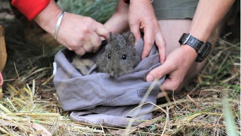 Die Auswilderung eines Langschnauzen-Kaninchenkängurus in Australien