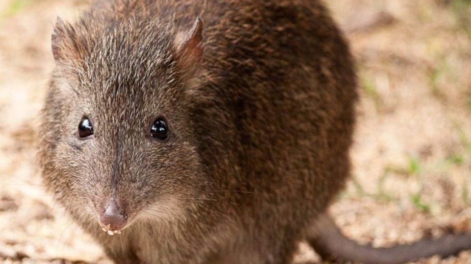 Langschnauzen Kaninchenkänguru Australien Ein Langschnauzen Kaninchenkänguru aus Australien