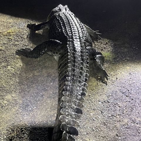 Dieses Krokodil griff in Australien einen Mann an. Sein Hund kam dabei ums Leben.