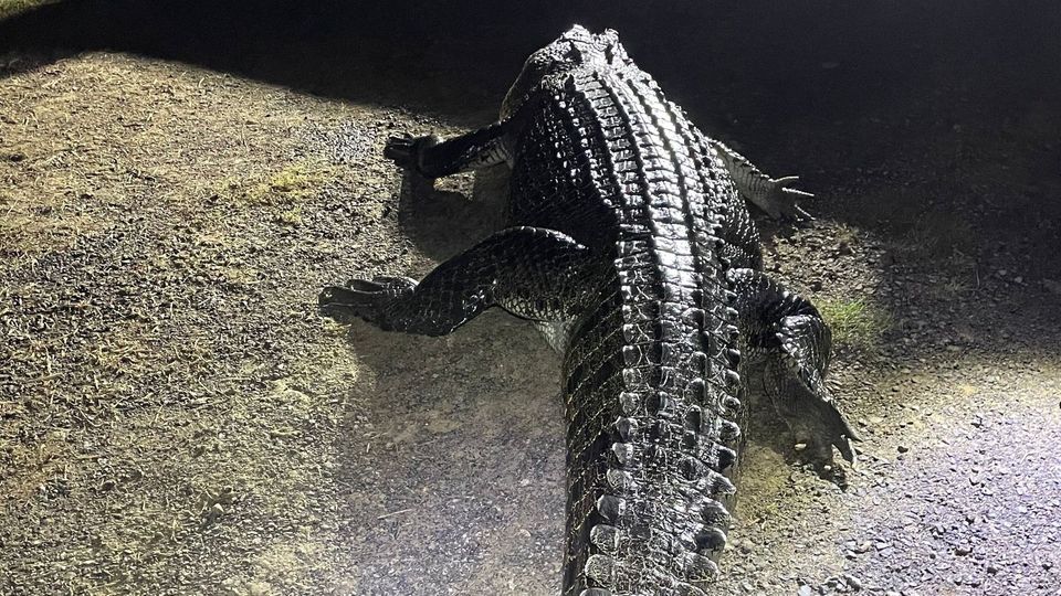 Dieses Krokodil griff in Australien einen Mann an. Sein Hund kam dabei ums Leben.