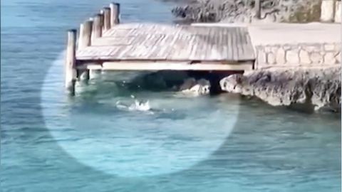 Hund springt zu Hammerhai ins Wasser – und sorgt für Schreckmoment bei Touristen