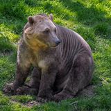 Ein Pizzly oder Cappuccino-Bär sitzt im grünen Gras