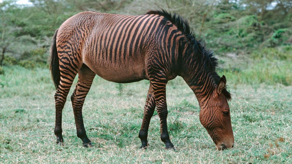 Von CappuccinoBär bis Liger wenn unterschiedliche Tierarten
