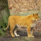 Tigon