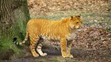 Tigon