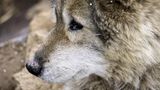 Wolfshund