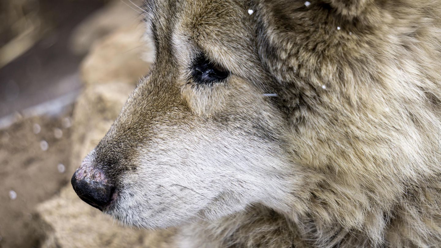 Wolfshund