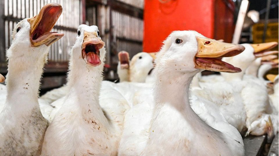 Enten, die auf einem Markt in  Phnom Penh zum Verkauf angeboten werden. Zuvor war in Kambodscha ein elfjähriges Mädchen an der Vogelgrippe (H5N1) verstorben.
