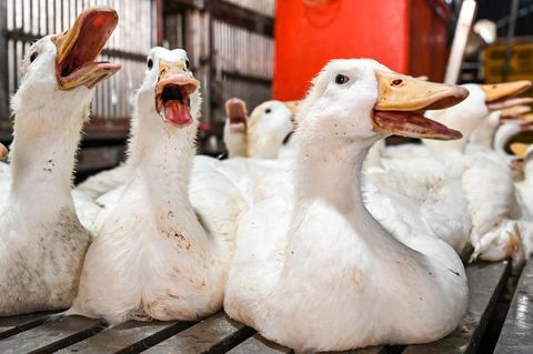 Enten, die auf einem Markt in  Phnom Penh zum Verkauf angeboten werden. Zuvor war in Kambodscha ein elfjähriges Mädchen an der Vogelgrippe (H5N1) verstorben.
