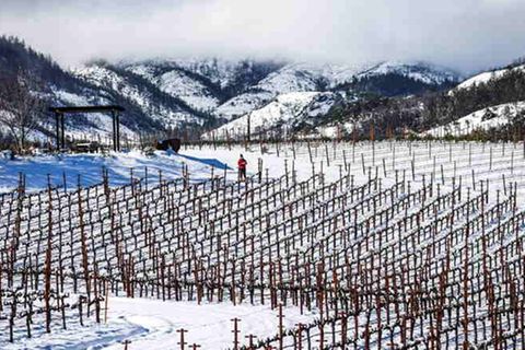 Verschneite Weinberge in den Arkenstone Vineyards in Angwin, Kalifornien.