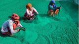 Mathura, Indien. Die Vorbereitungen laufen. Für das Holi-Festival im Frühjahr bereiten Arbeiter farbiges Pulver vor, das sogenannte Gulal. Es wird während der Feierlichkeiten in Tausenden Gesichtern landen.
