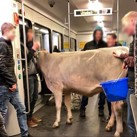 Sieht man selten: Eine Kuh im Zug.