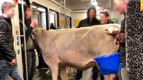Sieht man selten: Eine Kuh im Zug.