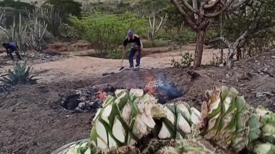 Video: "Cocuy" - der lange Weg von der Agave in die Flasche