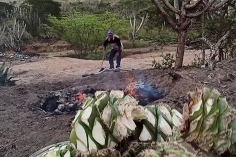 Video: "Cocuy" - der lange Weg von der Agave in die Flasche