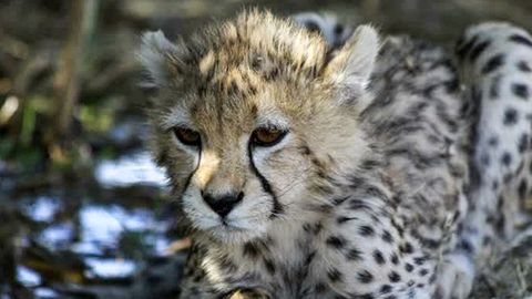 Der Asiatische Gepard Pirouz überlebte die letzte Operation nicht mehr. Er wurde nur zehn Monate alt.