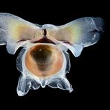 Flügelschnecke in der Tiefsee