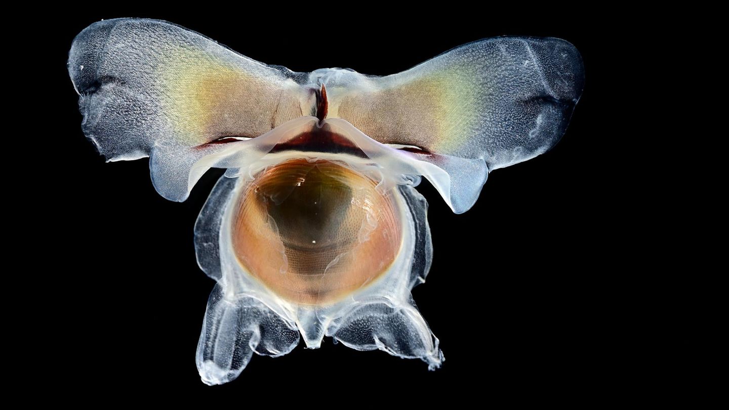 Flügelschnecke in der Tiefsee