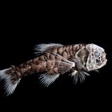 Ein Großschuppenfisch in der Tiefsee