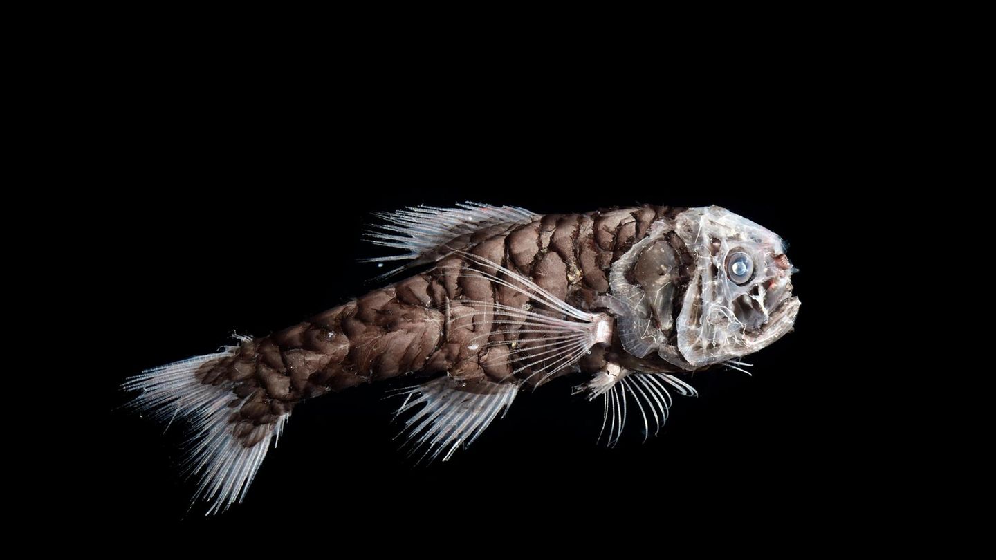 Ein Großschuppenfisch in der Tiefsee